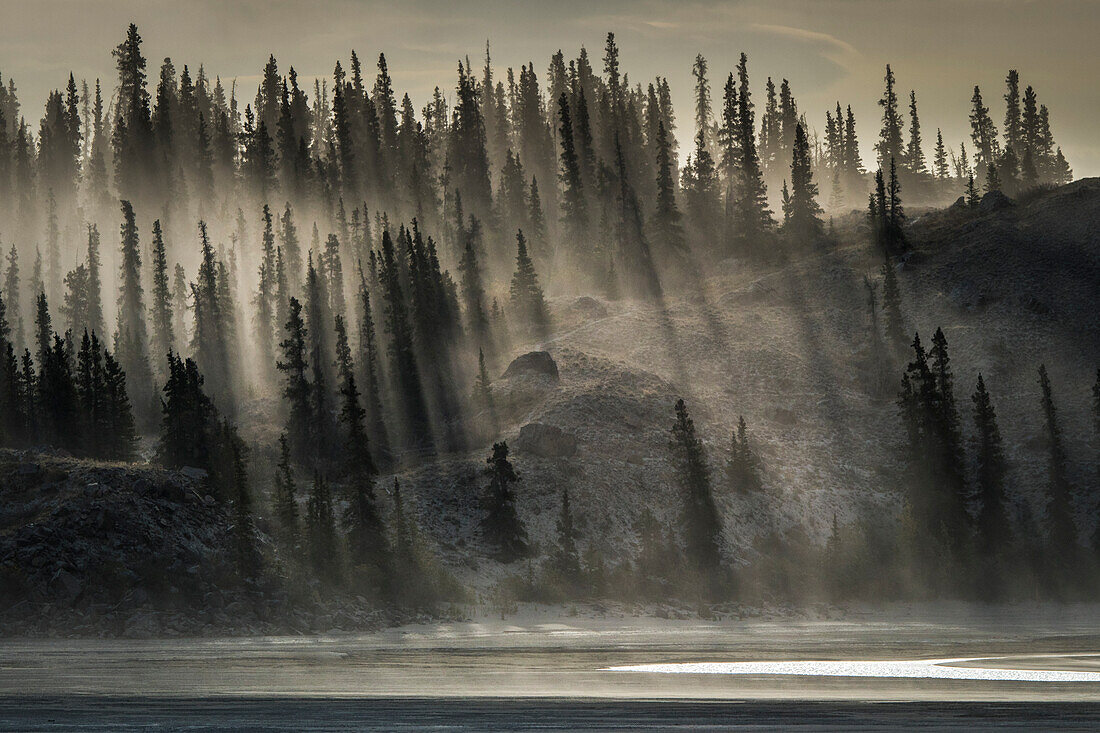 Kanada, Yukon, Kluane-Nationalpark. Von hinten beleuchtete Bäume in der Nähe des Kluane Lake.