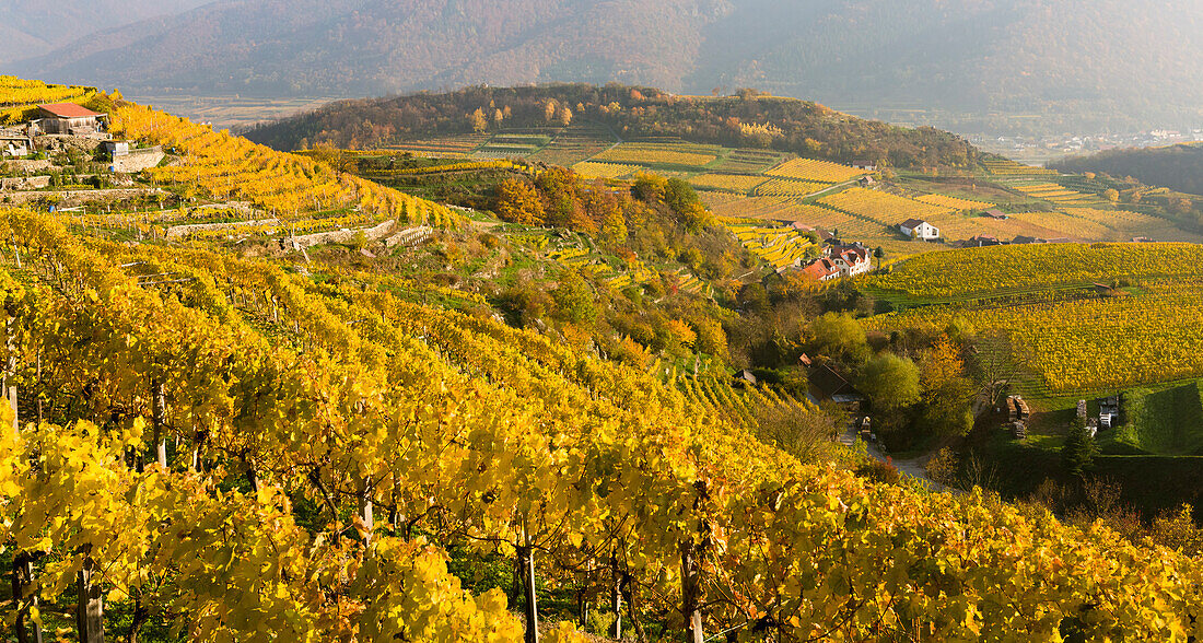 Vineyards near village Spitz in the Wachau. The Wachau is a famous vineyard and listed as Wachau Cultural Landscape as UNESCO World Heritage. Austria ()