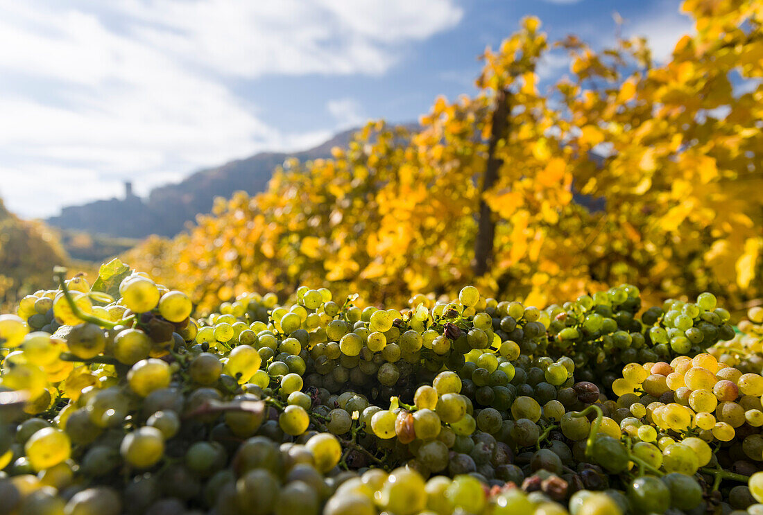 Grape Harvest by traditional hand picking in the Wachau area of Austria. Wachau is a famous vineyard and listed as UNESCO World Heritage. Lower Austria ()