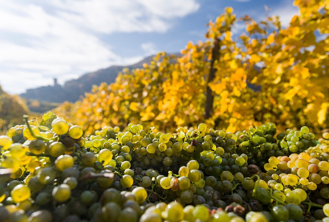 Weinlese durch traditionelle Handlese in der Wachau in Österreich. Die Wachau ist ein berühmtes Weinbaugebiet und gehört zum UNESCO-Welterbe. Niederösterreich (Großformate verfügbar)
