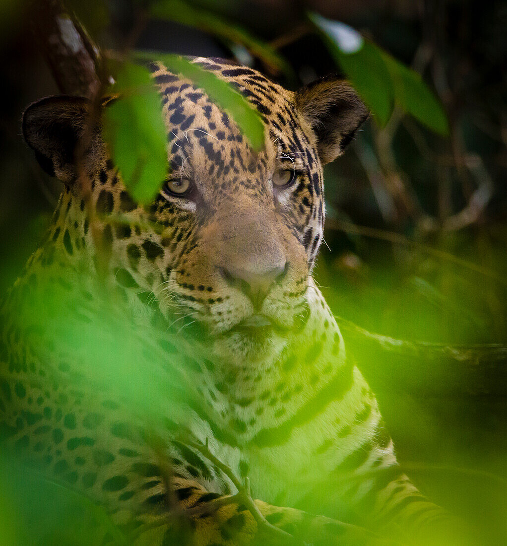 Brasilien. Ein männlicher Jaguar (Panthera onca), ein Apex-Raubtier, das an den Ufern eines Flusses im Pantanal ruht, dem größten tropischen Feuchtgebiet der Welt, UNESCO-Weltkulturerbe.