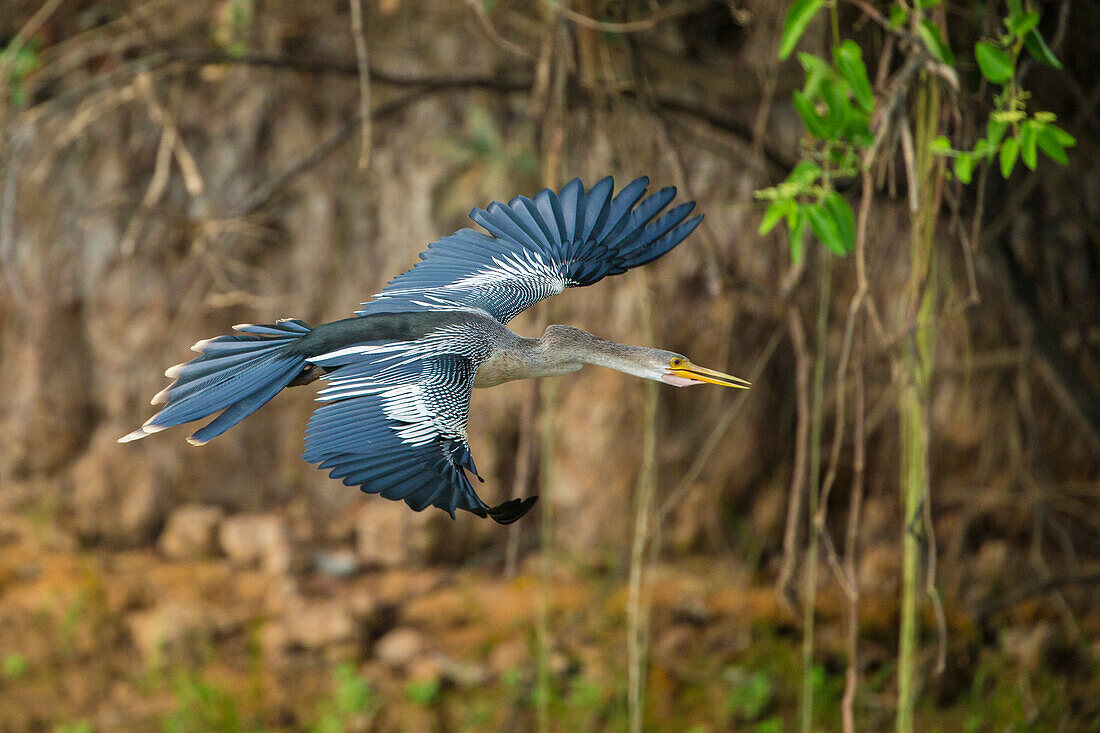 Brasilien. Ein Anhinga (Anhinga Anhinga) fliegt entlang eines Flussufers im Pantanal, dem weltweit größten tropischen Feuchtgebiet, UNESCO-Weltkulturerbe.