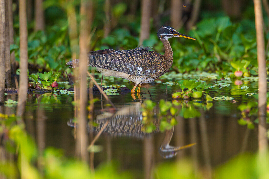 Brazil. A sunbittern (Eurypyga helias) foraging along the banks of a river in the Pantanal, the world's largest tropical wetland area, UNESCO World Heritage Site.