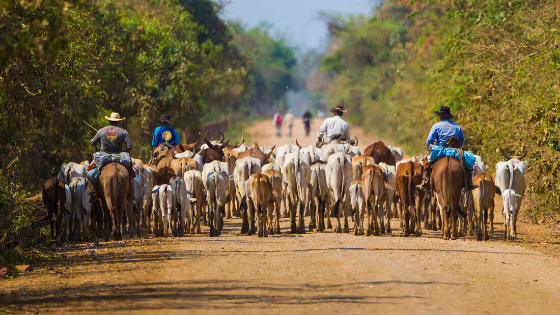 Brasilien. Panateros, brasilianische Cowboys, treiben Rinder entlang der Rodovia Transpanateira, der einzigen Straße ins Pantanal, dem größten Feuchtgebiet der Welt, UNESCO-Weltkulturerbe.