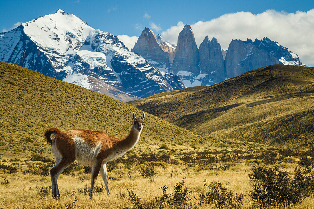 Chile, Torres del Paine National Park. Guanaco in front of the towers.