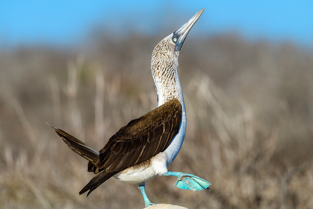 Ecuador, Galapagos Islands, North Seymour Island. Blue-footed booby preforming mating dance.