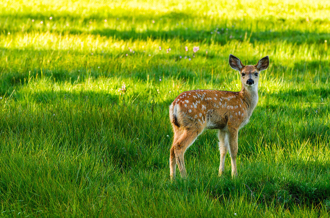 Junge Maultierhirsche (spotted fawn), Tuolumne Meadows, Yosemite National Park, Kalifornien, USA