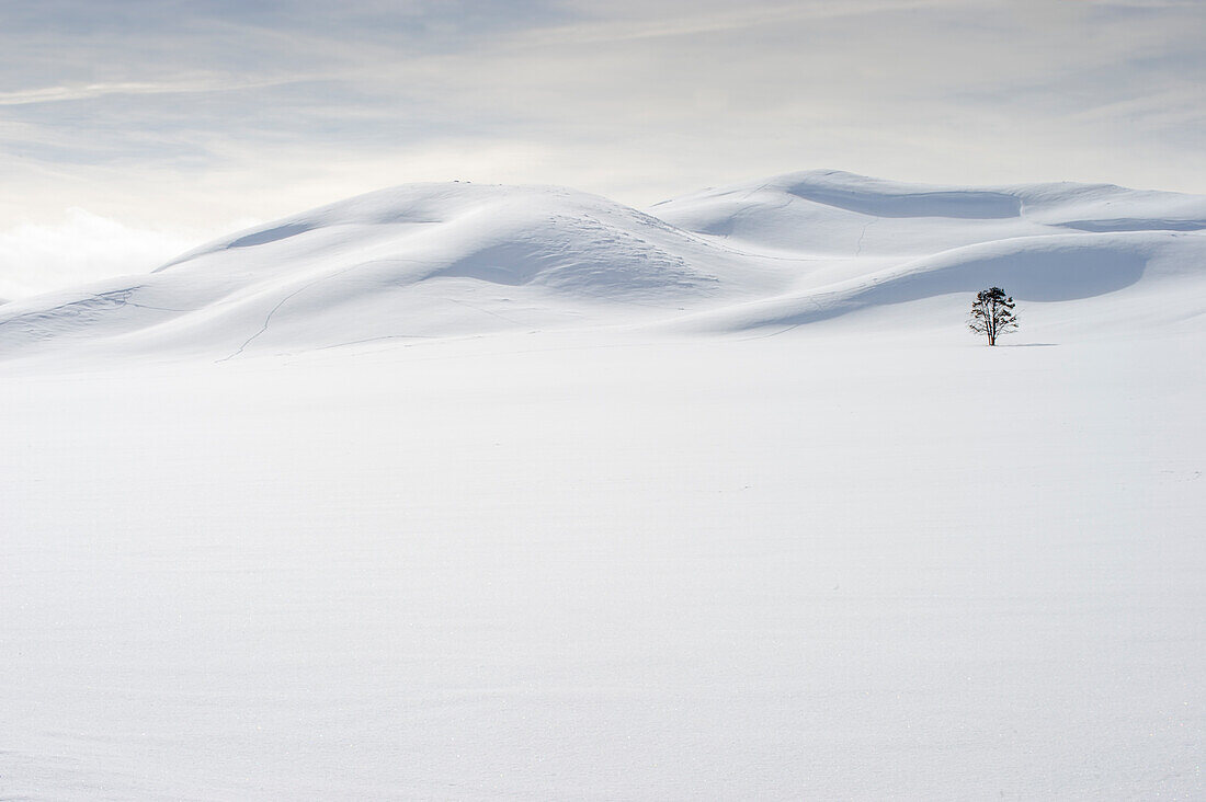 USA, Wyoming, Yellowstone-Nationalpark, Winter, einsamer Baum