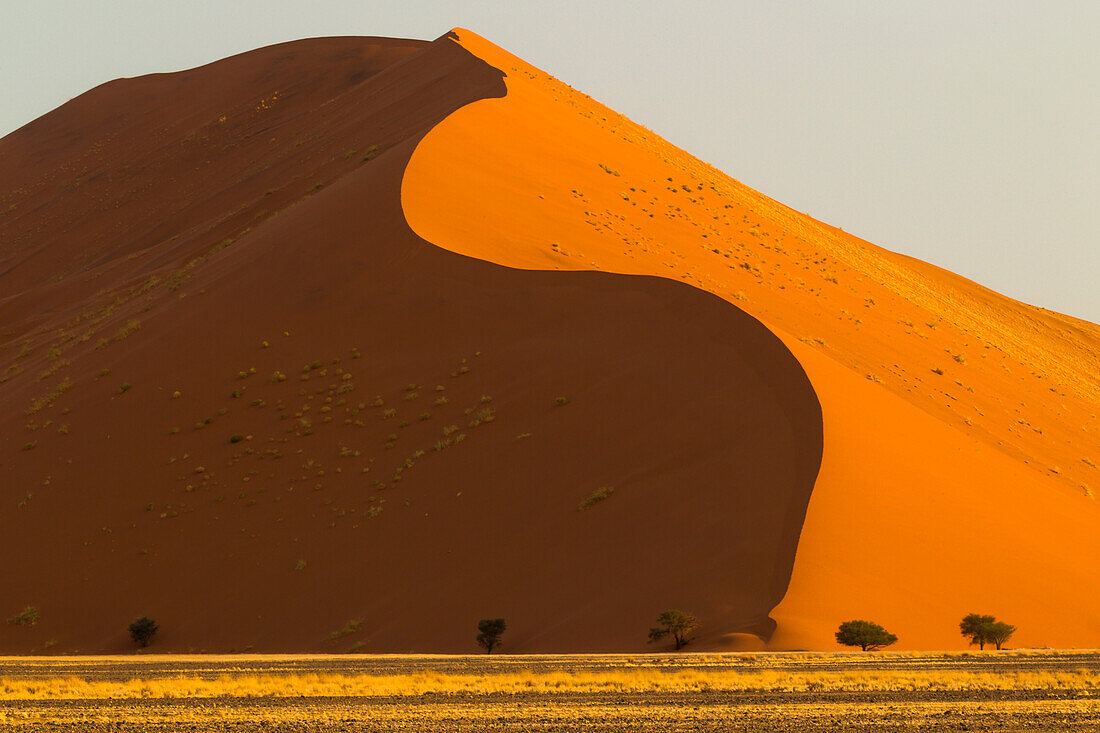 Afrika, Namibia, Namib-Wüste, Namib-Naukluft-Nationalpark, Sossusvlei. Bänder aus goldenem Gras kontrastieren mit dem Rot der Dünen im Abendlicht.