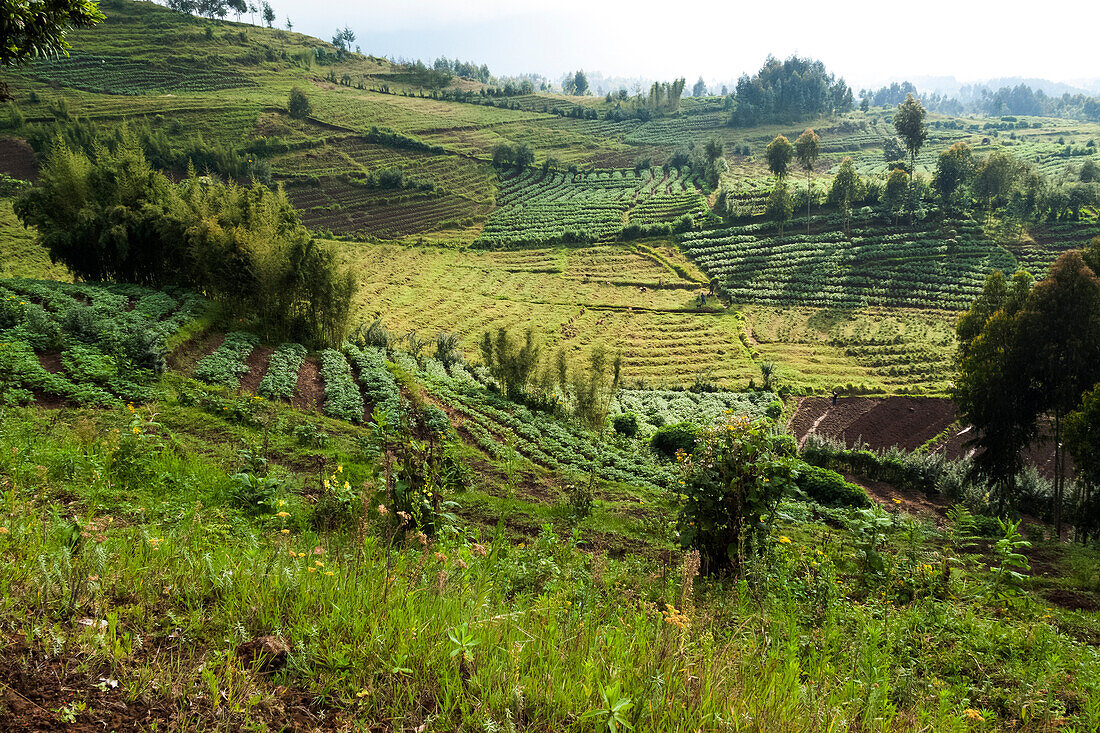 Africa, Rwanda, near Volcanoes National Park. Cultivated fields right up to the boundary of Volcanoes National Park.