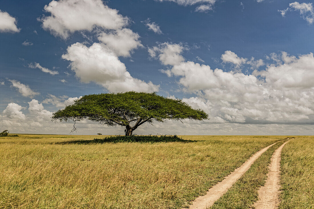 Acacia tree and tire tracks across grass plains, Serengeti National Park, Tanzania, Africa