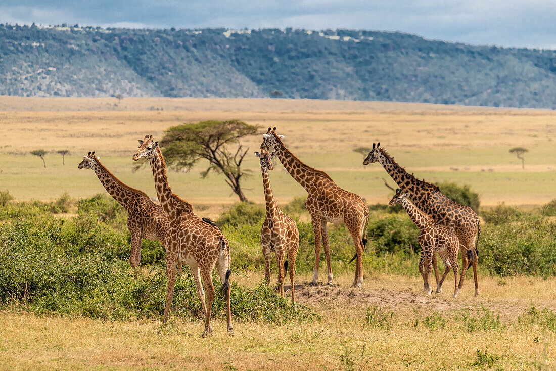 Africa, Tanzania, Serengeti National Park. Giraffes on plain