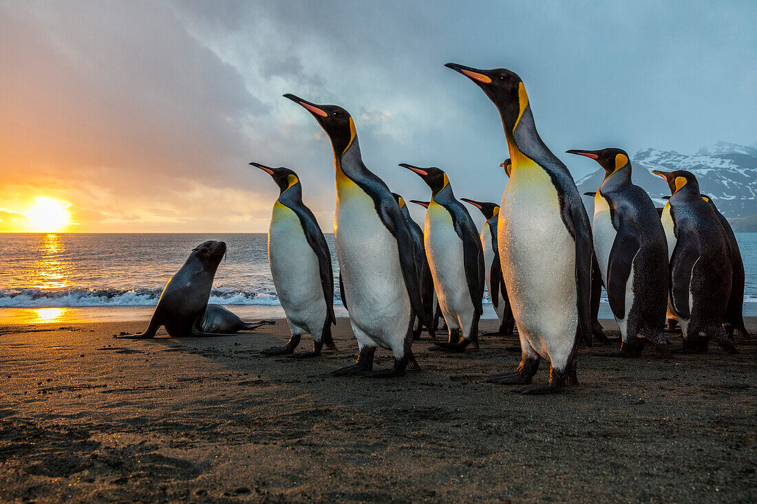 South Georgia Island, Gold Harbor. King penguins and fur seal on beach at sunrise