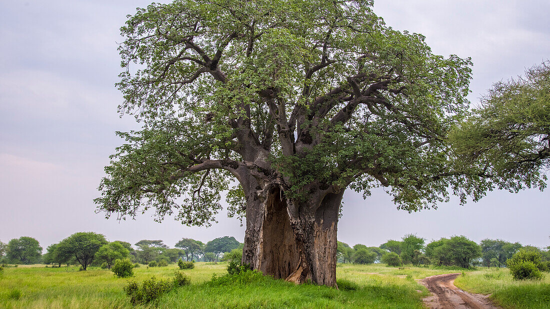 Africa. Tanzania. Baobab (Adansonia digitata) tree in Tarangire National Park.
