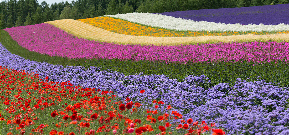 Bunte Blumen in der Lavendelfarm, Furano, Präfektur Hokkaido, Japan