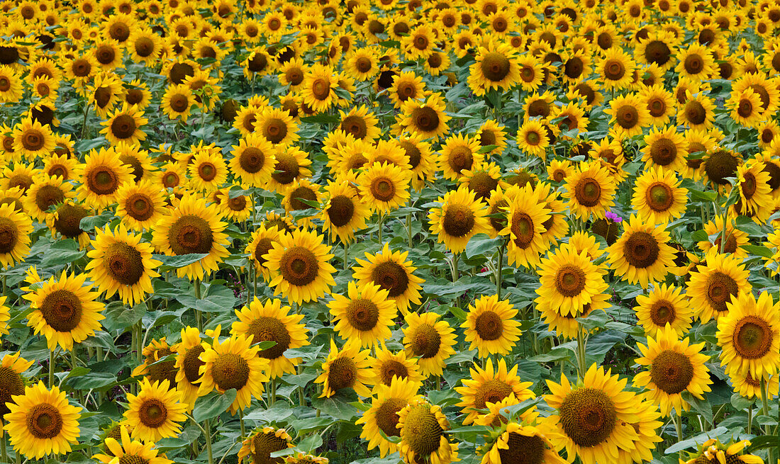 Sonnenblumen in der Blumenfarm, Furano, Präfektur Hokkaido, Japan