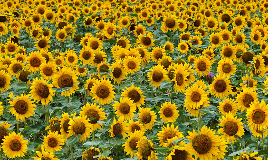 Sunflowers in the flower farm, Furano, Hokkaido Prefecture, Japan