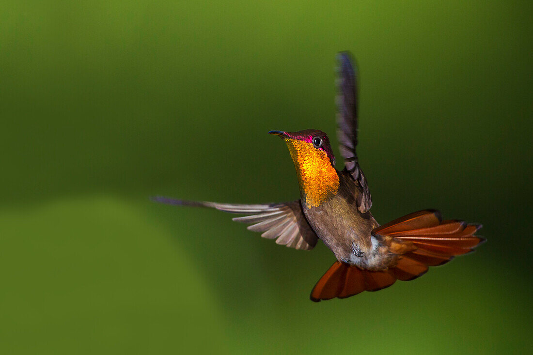 Ruby Topaz Hummingbird