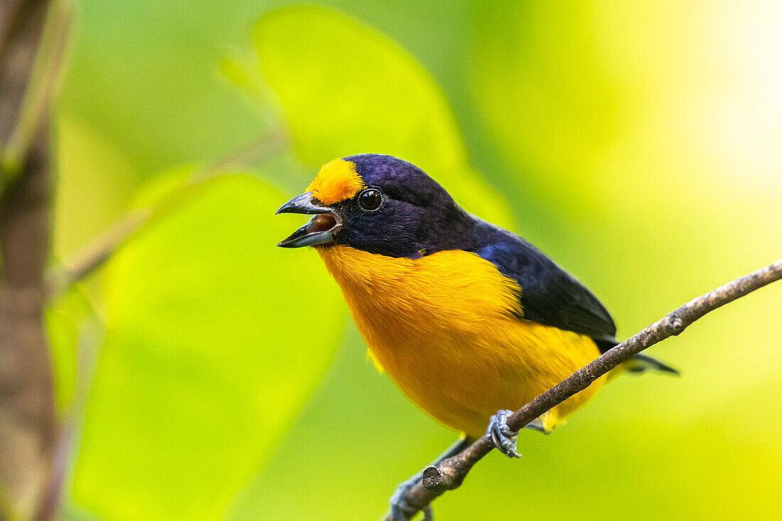 Karibik, Trinidad, Naturzentrum Asa Wright. Euphonia-Vogel auf Gliedmaßenrufen