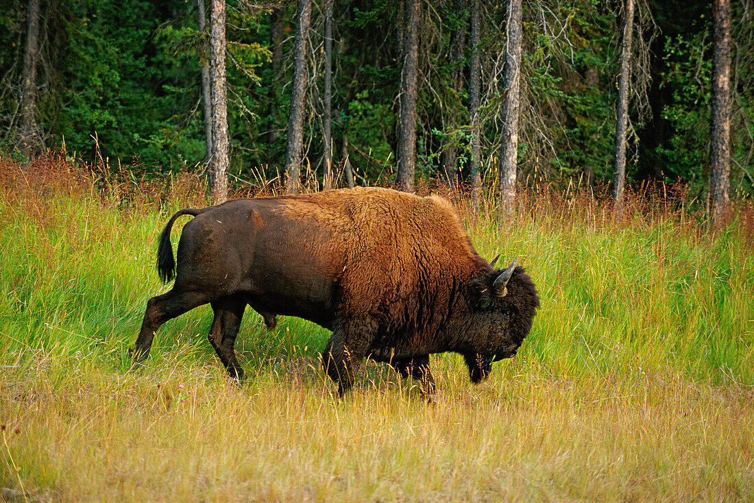 Canada, British Columbia, Coal River. Wood bison close-up.