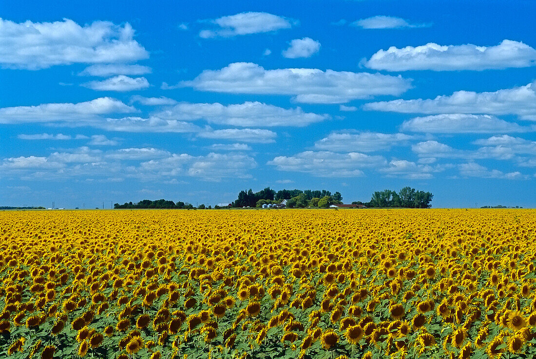 Kanada, Manitoba, Altona. Bauernhoffeld mit Ernte von Sonnenblumen.