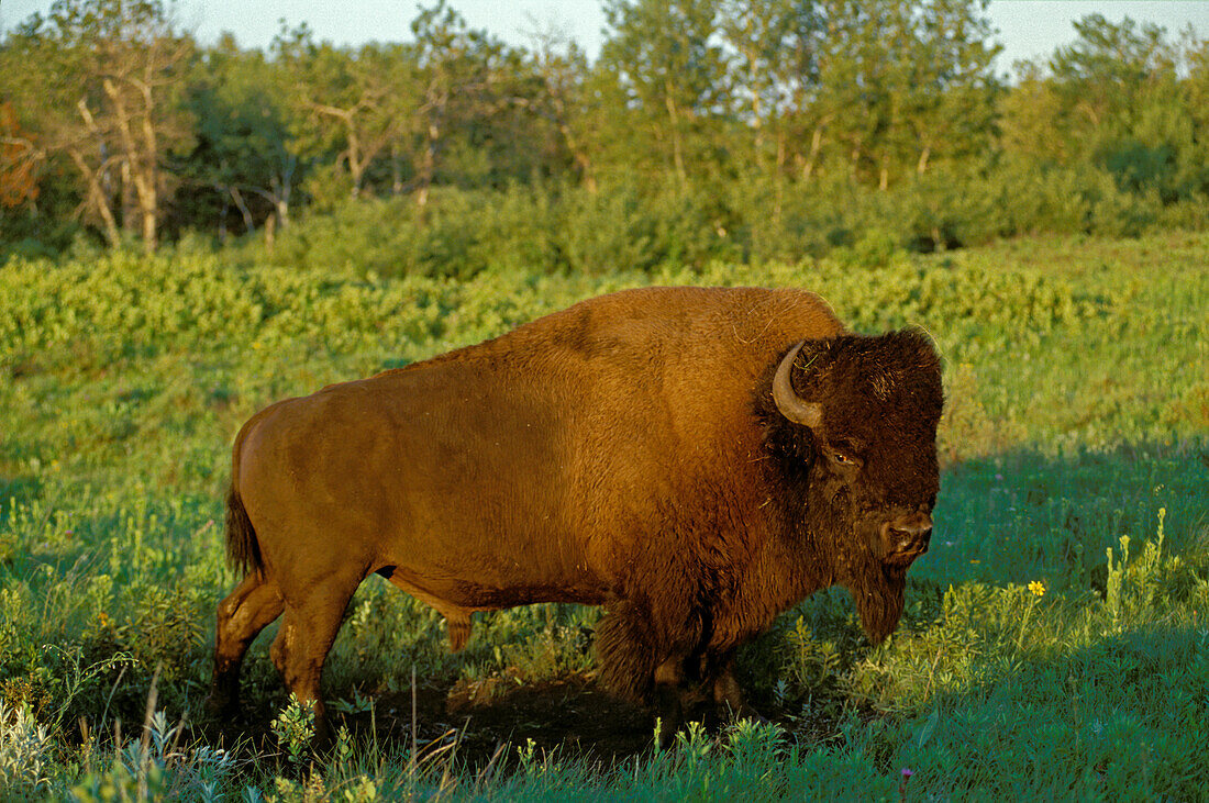 Canada, Manitoba, Riding Mountain National Park. Close-up of male American plains bison.