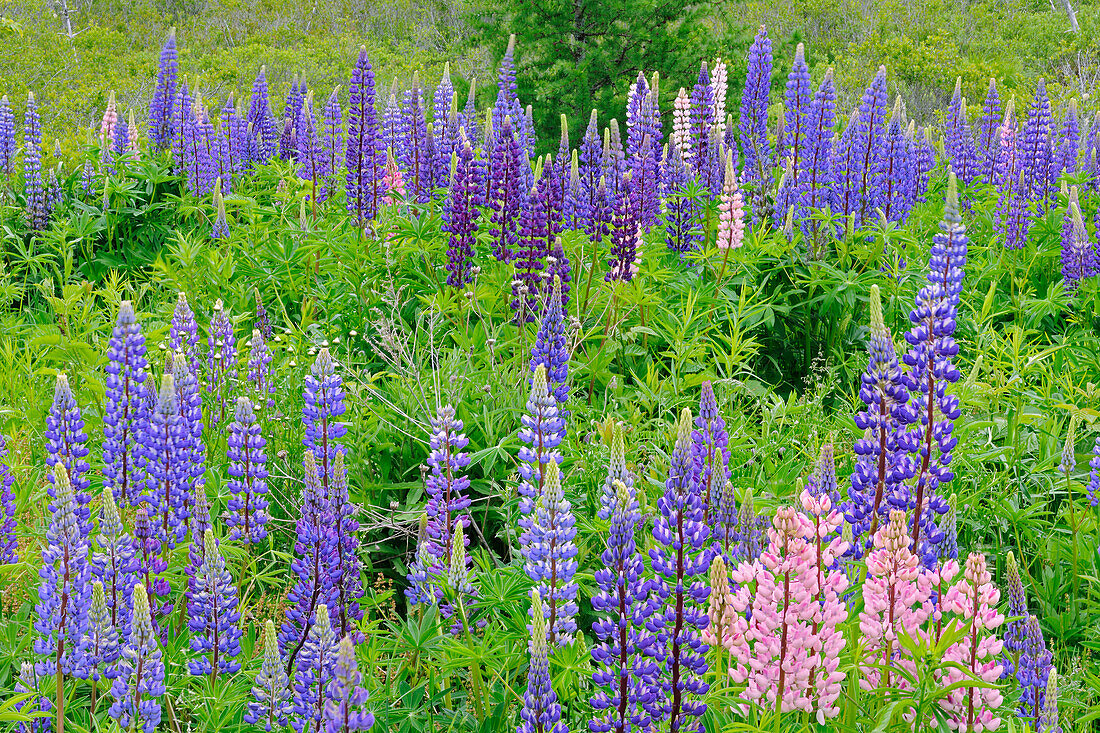 Canada, Nova Scotia, Lunenberg. Lupine flowers in field.