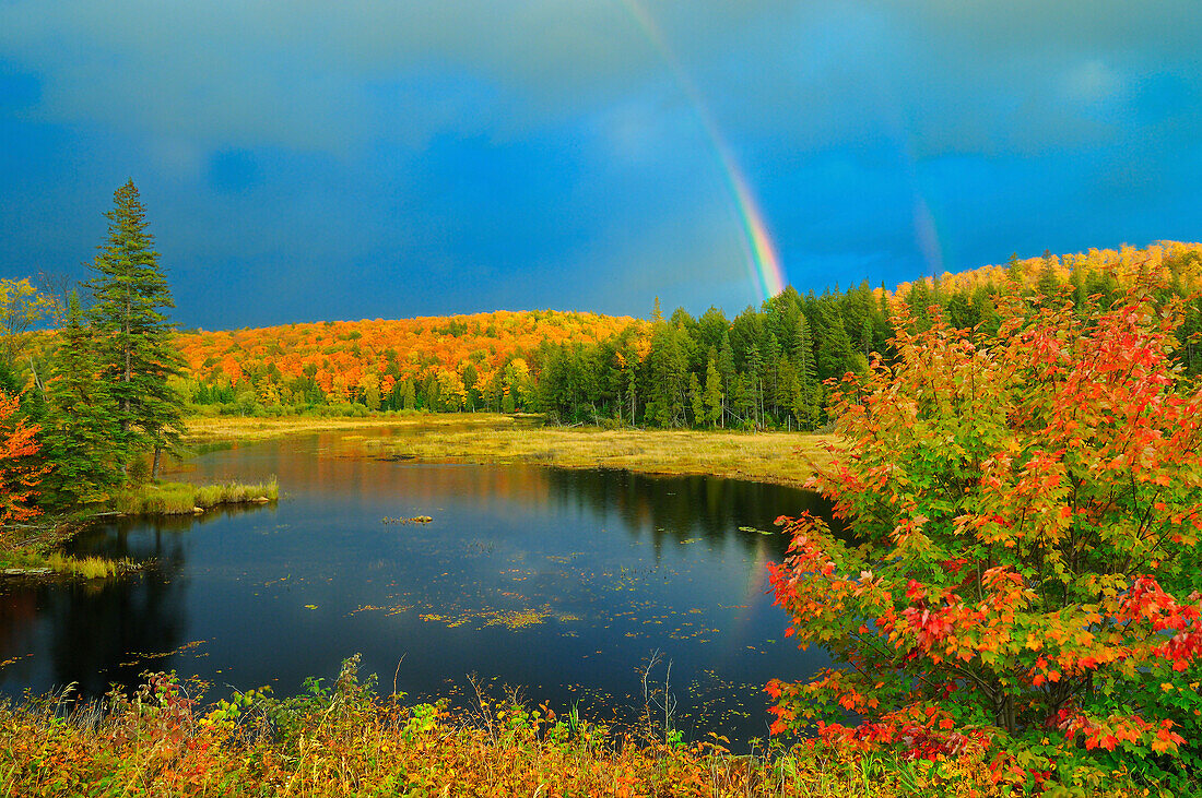 Canada, Ontario. Rainbow over wetland in autumn.