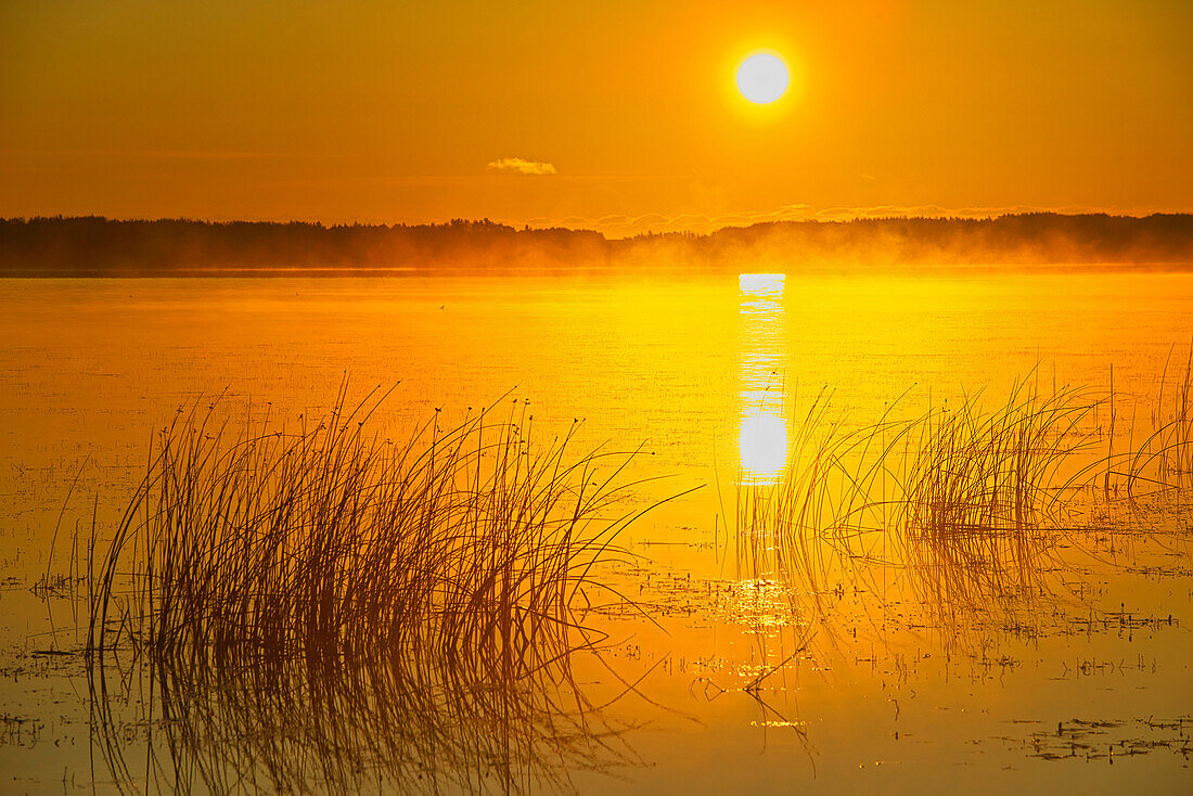 Canada, Saskatchewan, Saskatoon Island Provincial Park. Reeds reflect on Saskatoon Lake at sunrise.