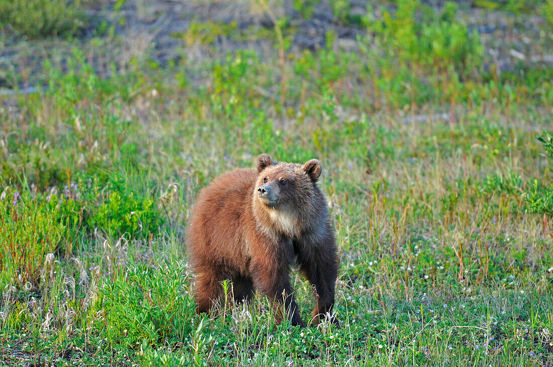 Kanada, Yukon. Junger Grizzlybär im Feld