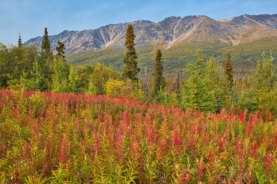 Canada, Yukon, Kluane National Park. St. Elias Mountains and forest landscape