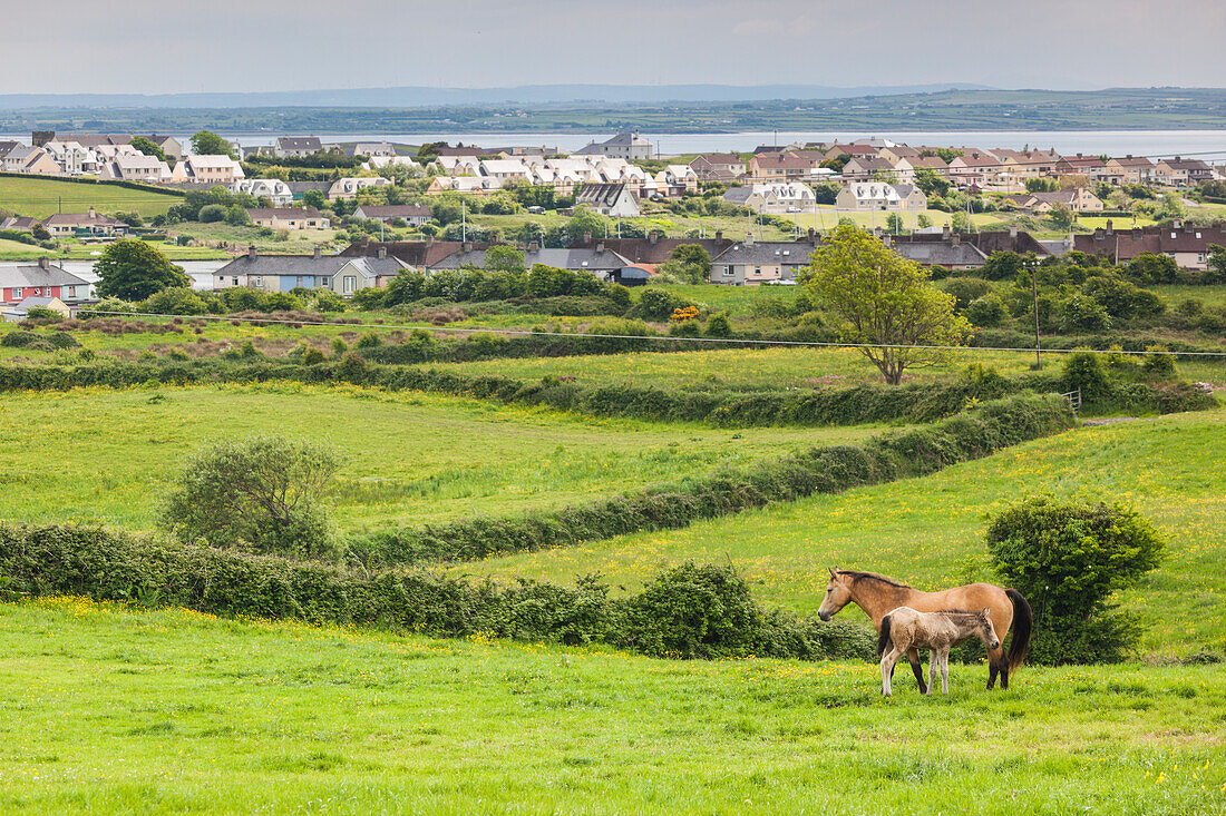 Ireland, County Clare, Killrush, landscape with horses