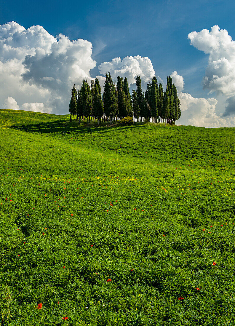 Italy, Tuscany, Pines hillside