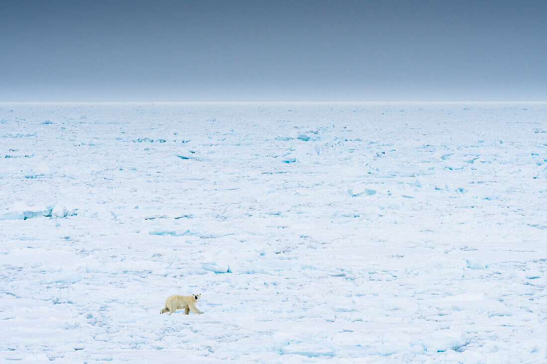 Norwegen, Spitzbergen, 82 Grad Nord. Eisbär bewegt sich über die Landschaft.