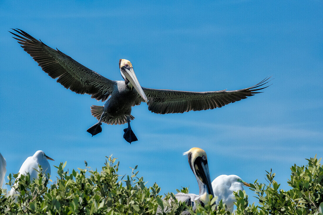 Brauner Pelikan, der für eine Landung, Florida, hereinkommt