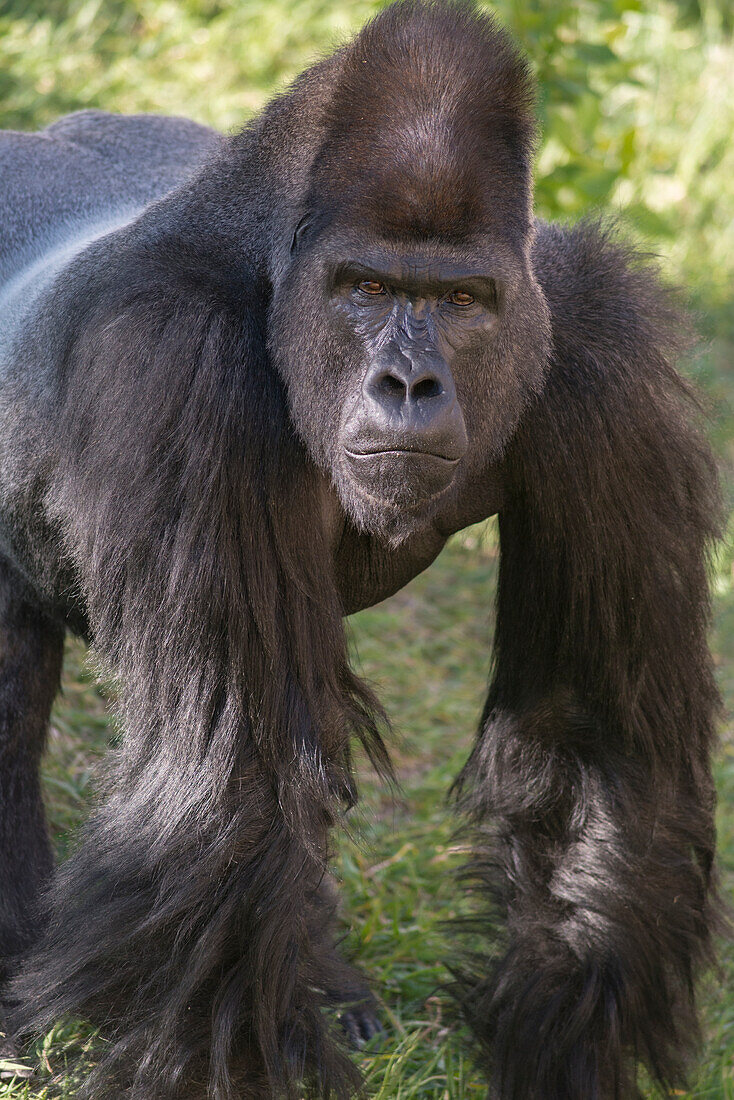 Porträt eines vom Aussterben bedrohten Westlichen Flachlandgorillas