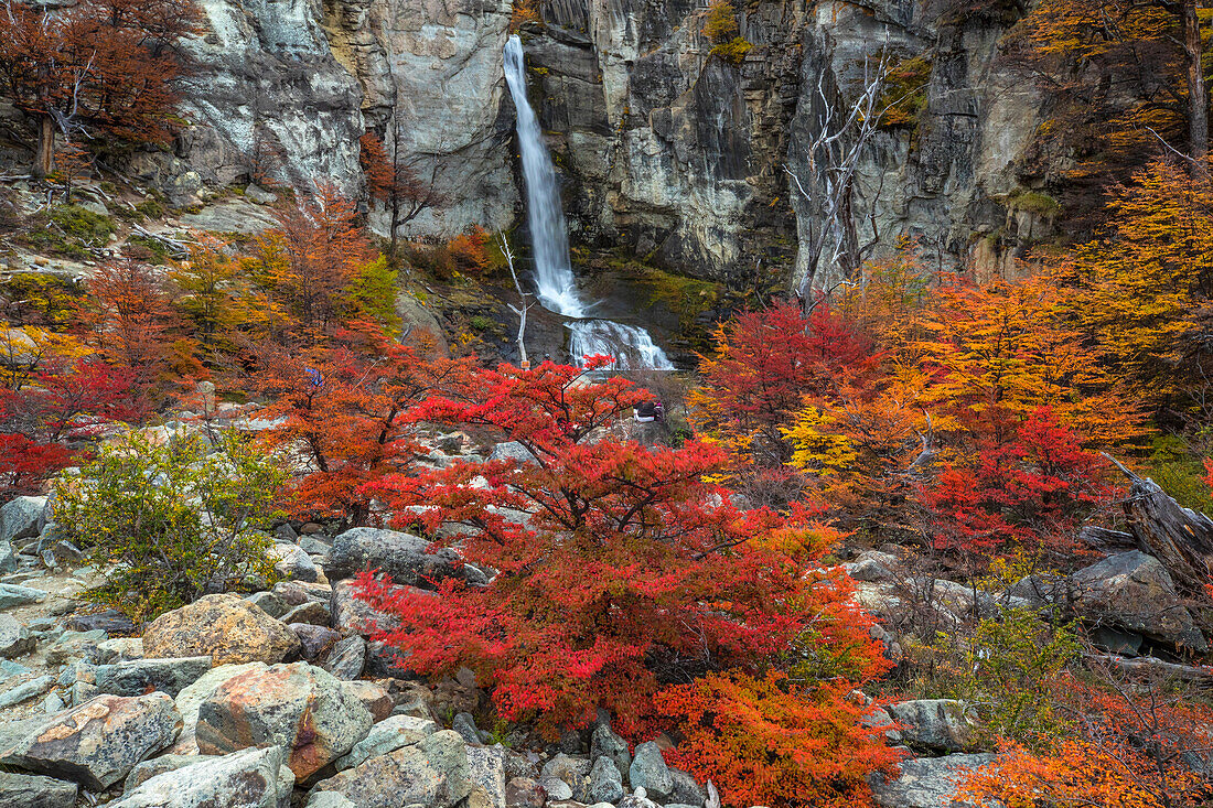 Argentina, Patagonia, El Chalten. Waterfall and autumn colors on southern beech trees.