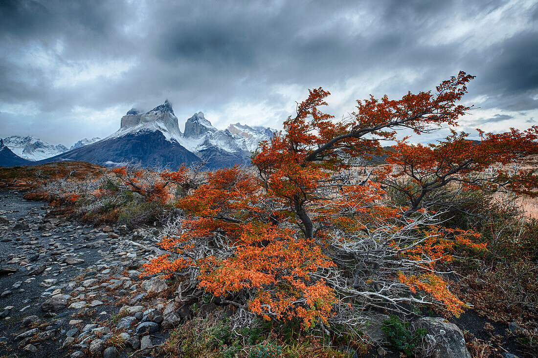 Chile, Patagonien, Nationalpark Torres del Paine. Windgepeitschter Baum mit orangefarbenem Laub.