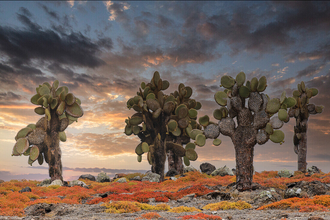 Carpet Weed zusammen mit Opuntia Prickly Pear Cactus bei Sonnenuntergang, South Plaza Island, Galapagos-Inseln, Ecuador.