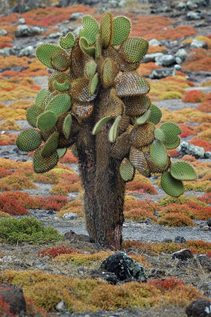 Carpet weed along with Opuntia prickly pear cactus, South Plaza Island, Galapagos Islands, Ecuador.