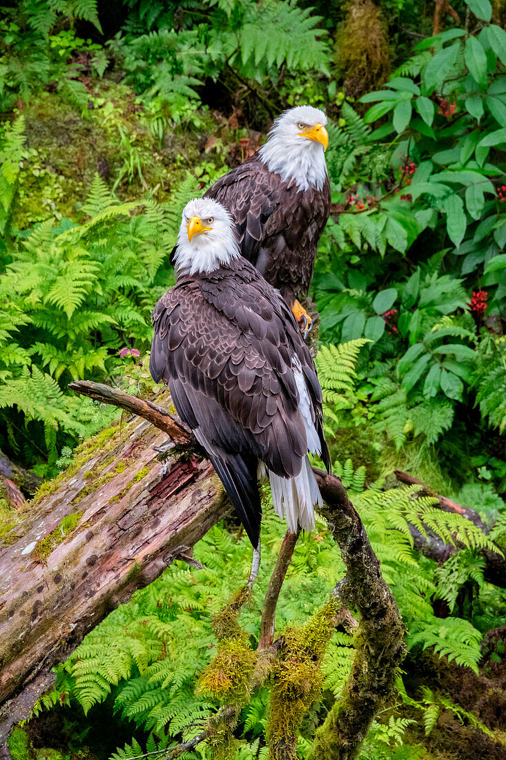 Weißkopfseeadler, Anan Creek, Wrangell, Alaska, USA