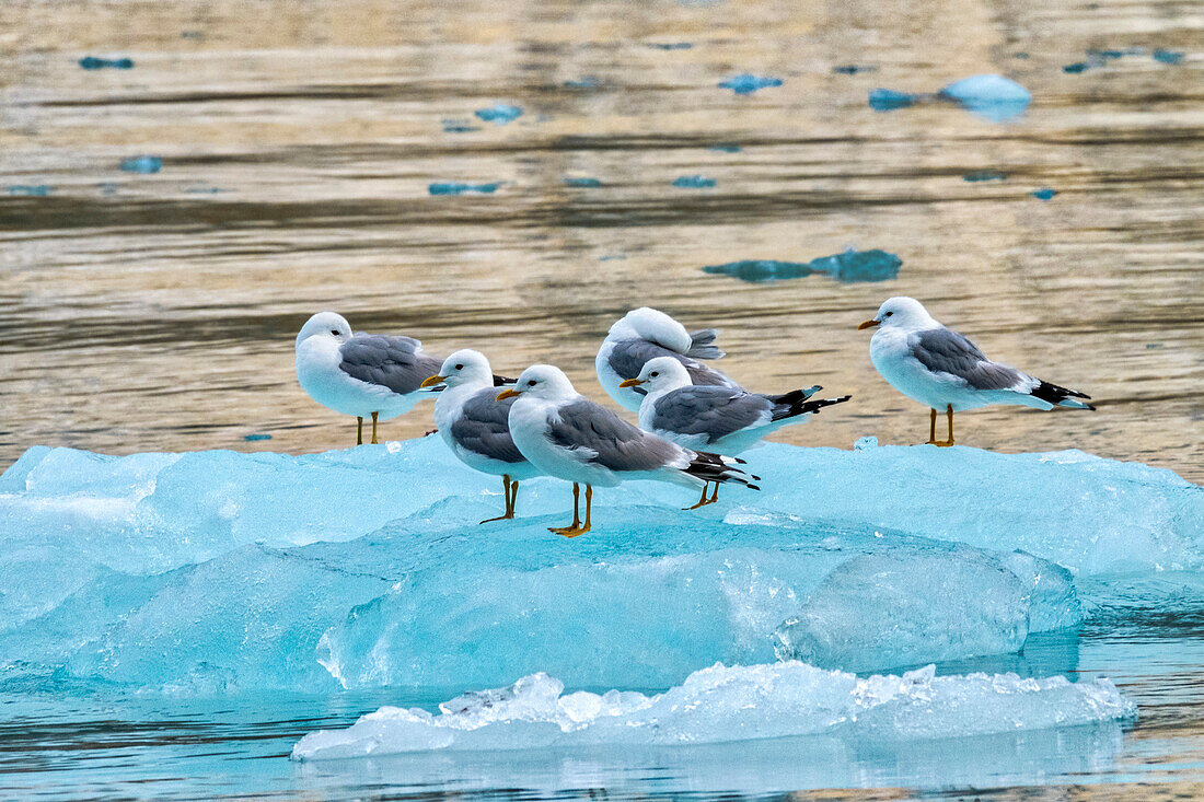 Seagulls on glacial ice, LeConte Bay, Alaska