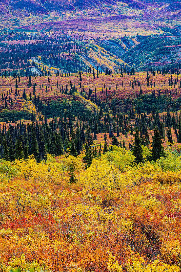 Glenn Highway, Alaska, Wald.