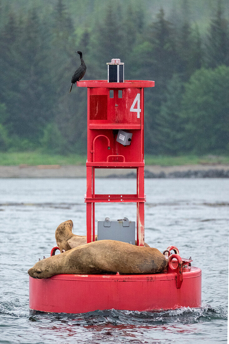 Cormorant and Steller sea lion, Ernest Sound, Wrangell, Alaska