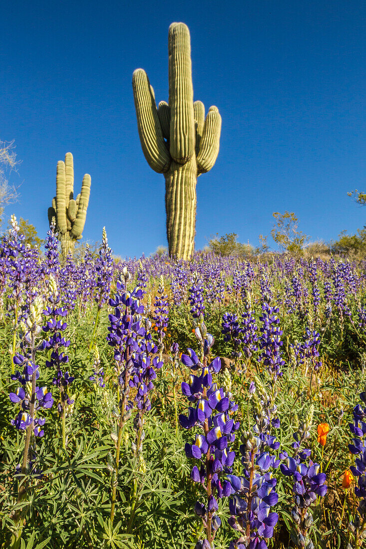 USA, Arizona, Peridot-Mesa. Saguaro-Kaktus und Lupinenblüten