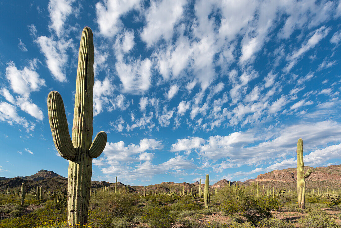 Arizona. Wolken breiteten sich über einem blauen Himmel über dem Saguaro-Kaktus im Organ Pipe National Monument aus.