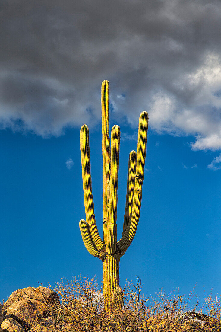 USA, Arizona, Catalina State Park, Saguaro-Kaktus, Carnegiea Gigantea. Der riesige Saguaro-Kaktus akzentuiert die felsige Wüstenlandschaft.