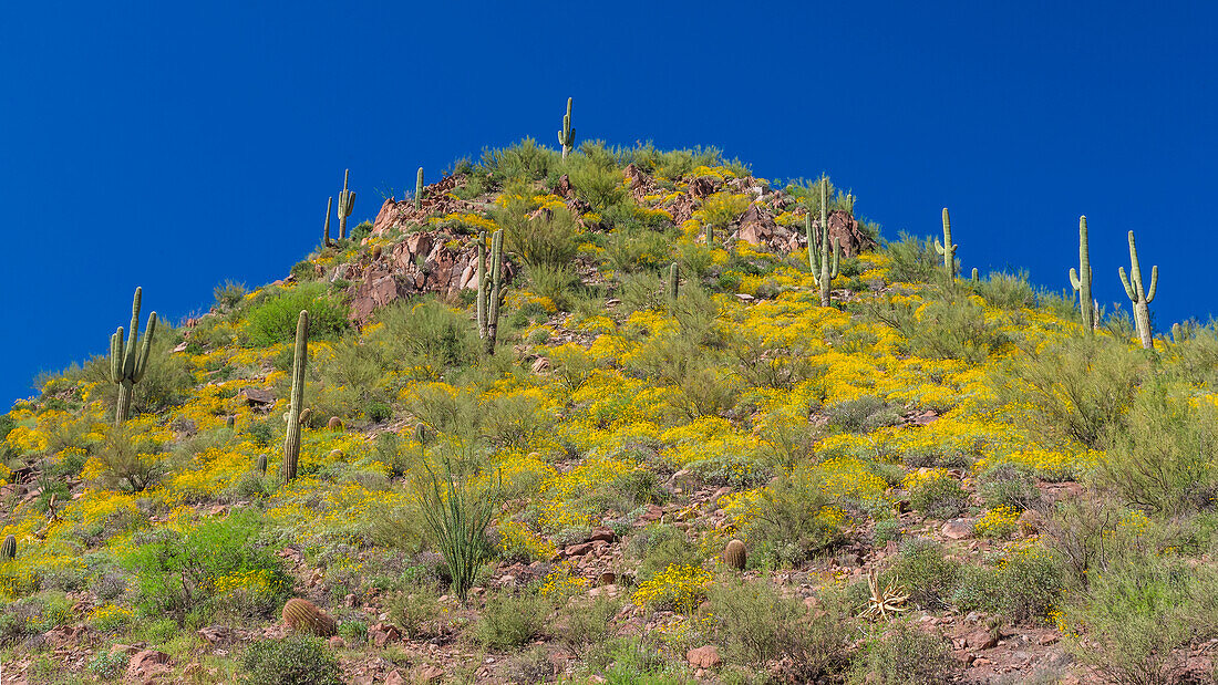 USA, Arizona. Blick auf den Saguaro-Kaktus auf einem Hügel unterhalb des Theodore-Roosevelt-Staudamms am Salt River.