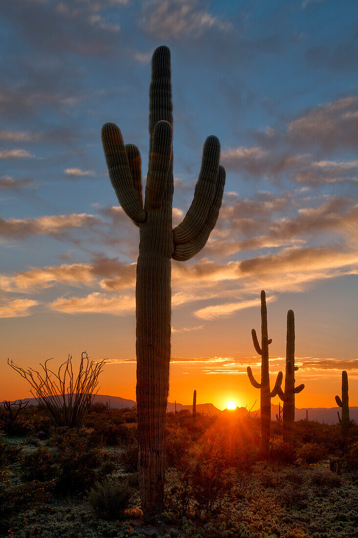 Saguaro-Kaktus in der unteren Sonora-Wüste im südlichen Arizona