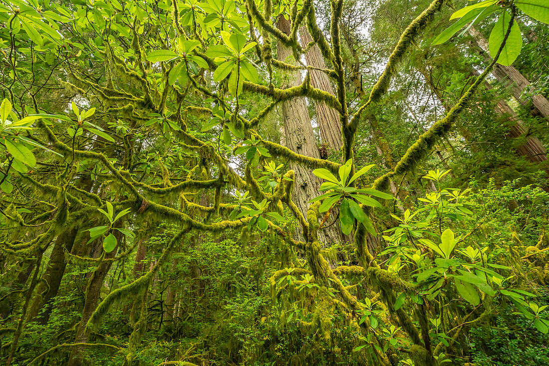 USA, Kalifornien, Jedediah Smith Redwoods State Park. Moosbewachsene Äste und Mammutbäume.